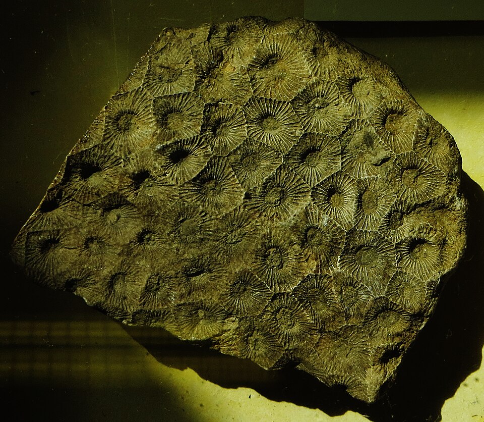 File:Hexagonaria sp.jpg