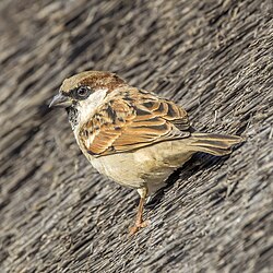 House sparrow Passer domesticus ♂ Eswatini