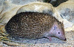 Lesser hedgehog tenrec