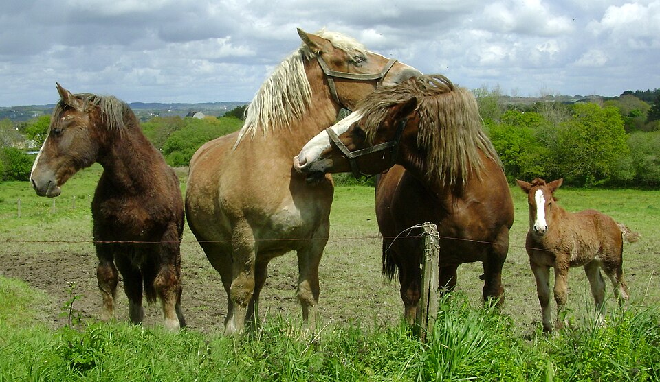File:Logonna-Daoulas, postiers bretons.JPG