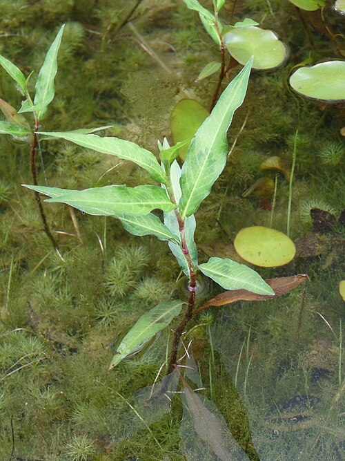 File:Persicaria hydropiper leaves.JPG