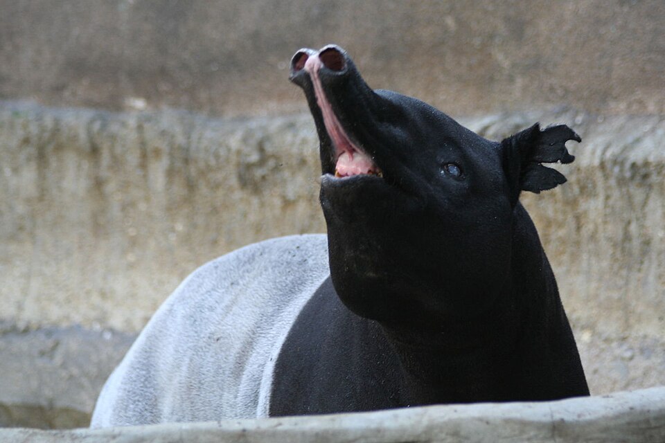 File:TapirAtSDZ.jpg