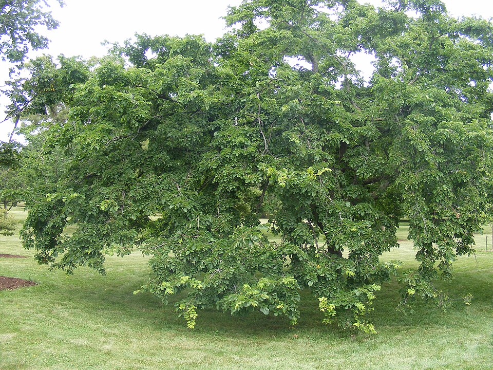 File:Ulmus americana 'Beebe's Weeping'3.JPG