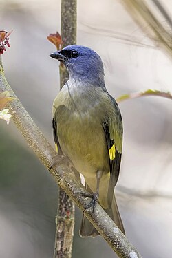 Yellow-winged tanager Thraupis abbas Belize