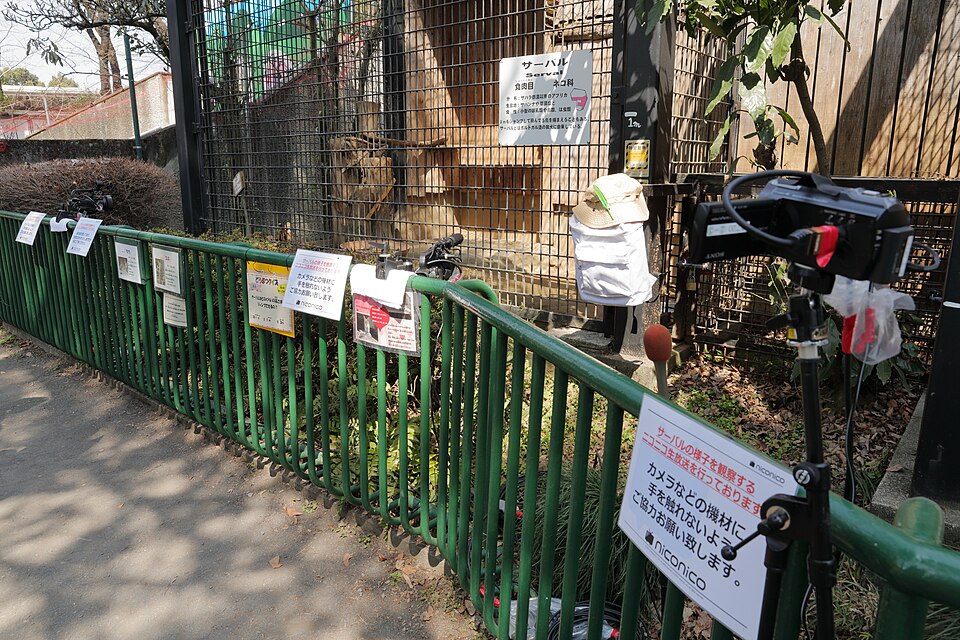 File:羽村市動物公園 ニコ生 2017 (32782507624).jpg