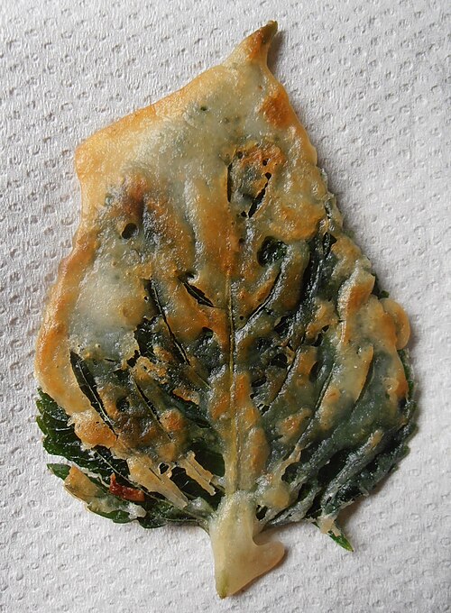 File:깻잎부각.jpg