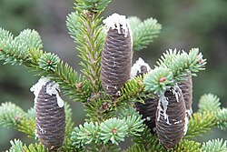 cones and foliage