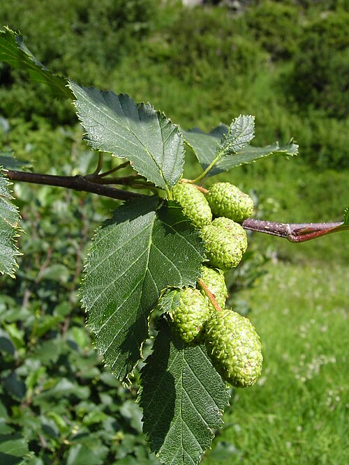 File:Alnus fruits.jpg