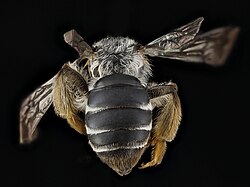 Posterior view of a female