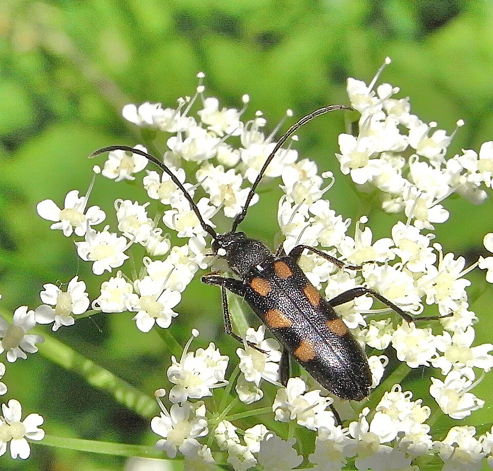 File:Anoplodera sexguttata above.JPG