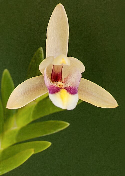 File:Bromheadia brevifolia flower - cropped.jpg