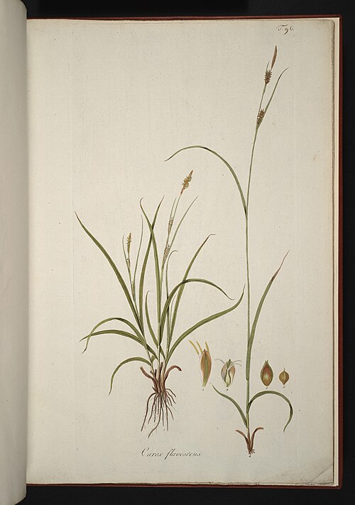 File:Carex burchelliana illustration (01).jpg