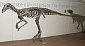 Eoraptor lunensis 1.jpg