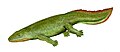 Hynerpeton, North America