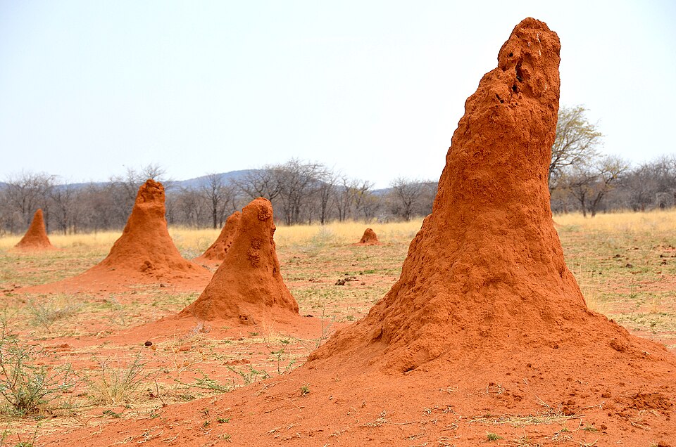 File:Termitenhügel Namibia.jpg