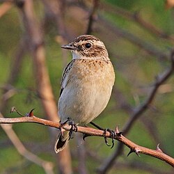Whinchat Saxicola rubetra Uganda