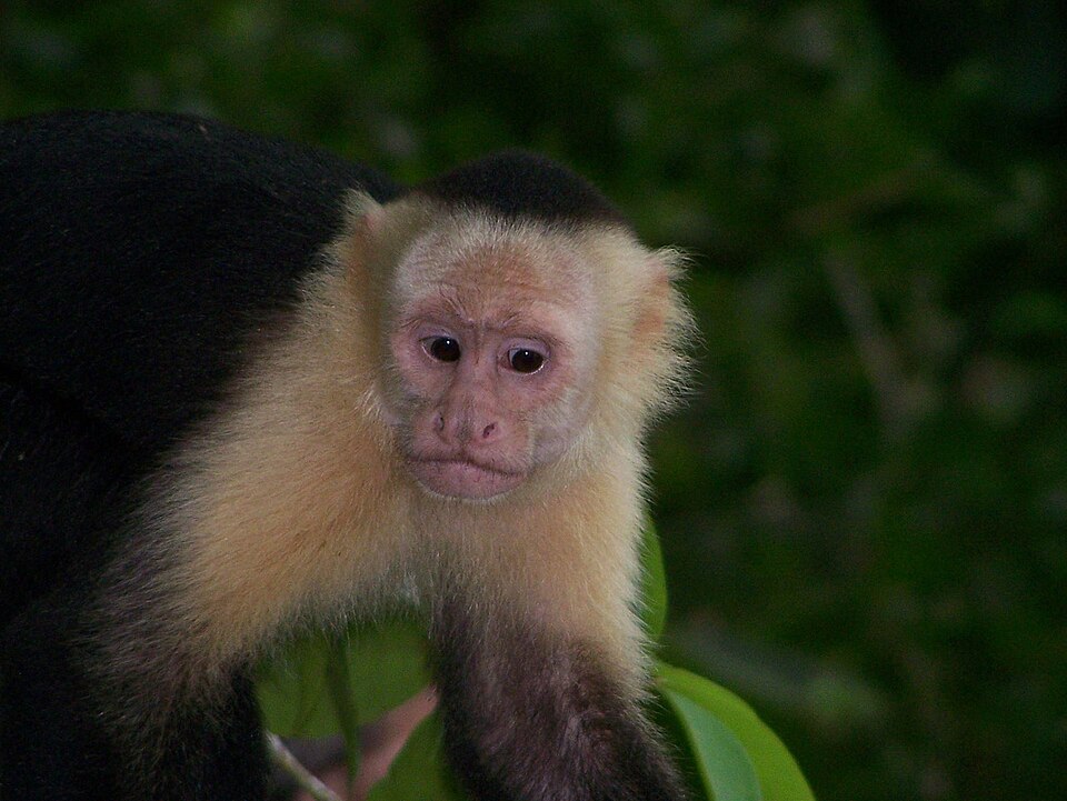 File:White-faced capuchin monkey 4.jpeg