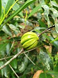 Young fruit