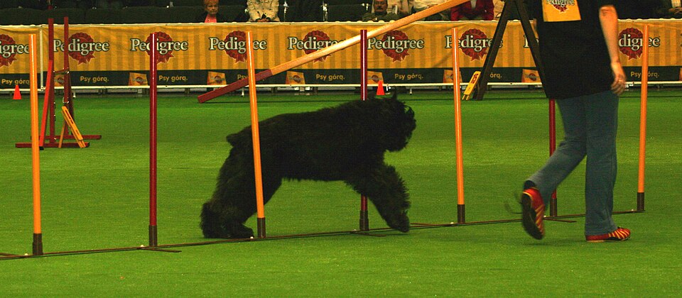 File:Agility 7555.jpg