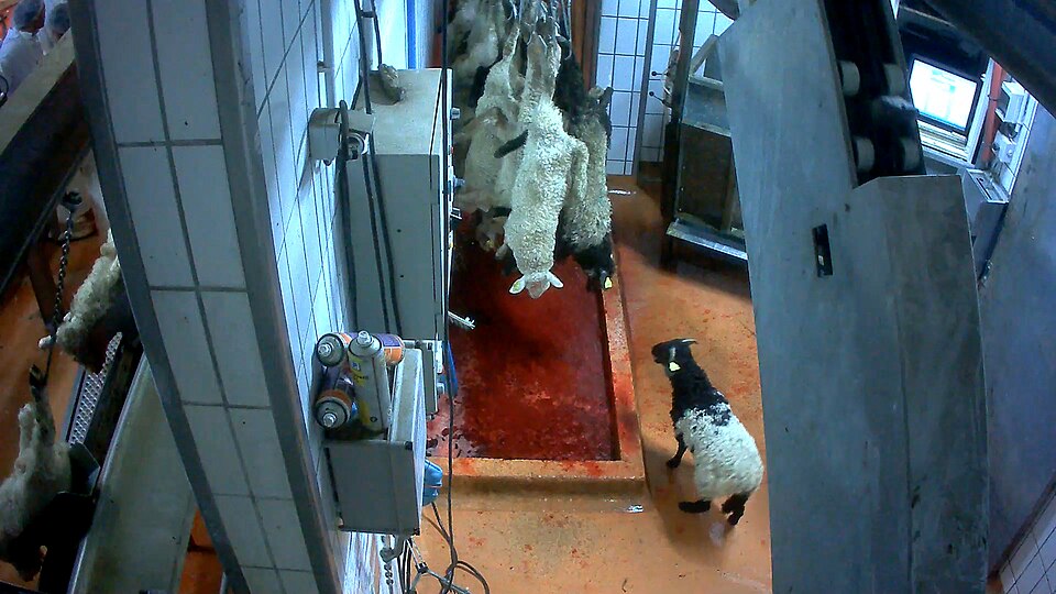 File:Agneaux-chaine-abattage-abattoir-mauleon-04.jpg
