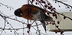 Feeding on crab apples