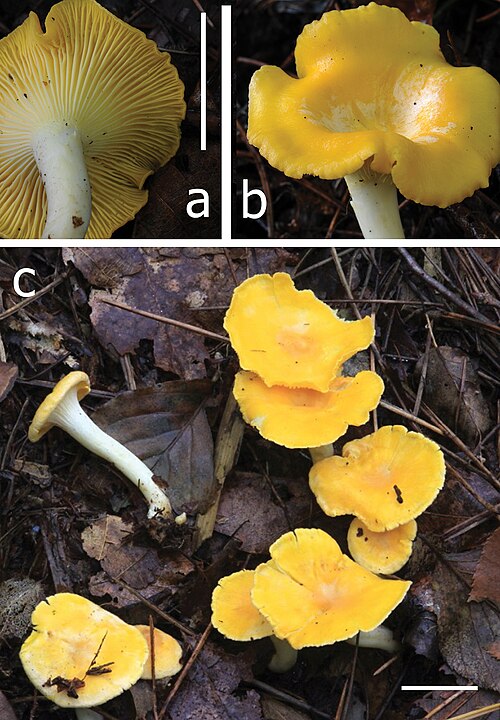 File:Cantharellus anzutake (10.3897-mycokeys.76.58179) Figure 9.jpg