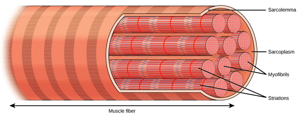 File:Figure 38 04 02.jpg