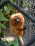  Critical Golden Lion Tamarin, (Leontopithecus rosalia)
