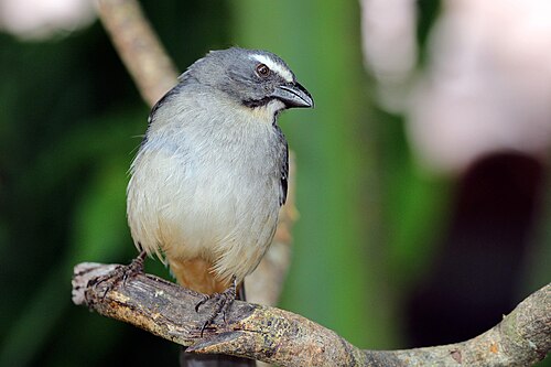 Greyish saltator Saltator coerulescens Brazil
