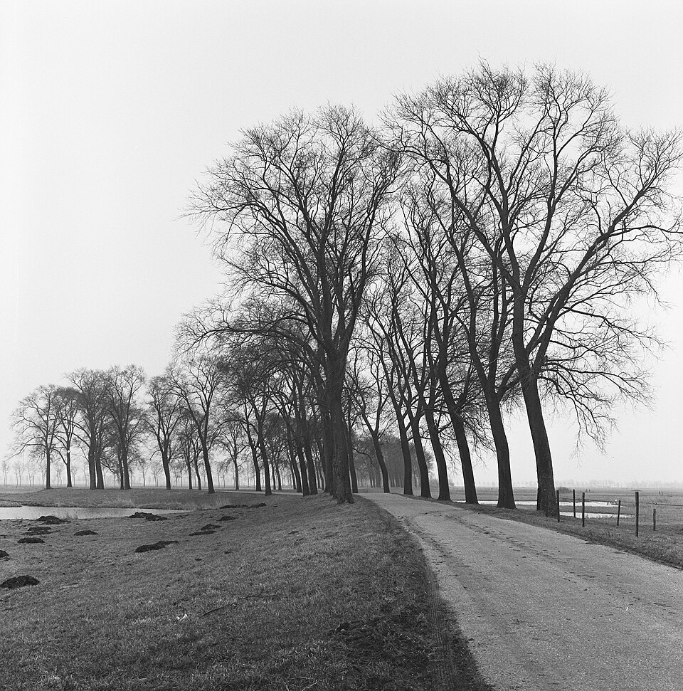 File:Loofbomen, iepen, Kampernieuwstad, Bestanddeelnr 168-0633.jpg