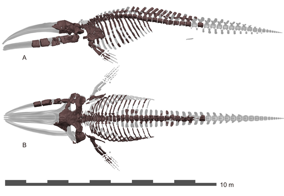 File:Megabalaena (reconstructed skeleton).png