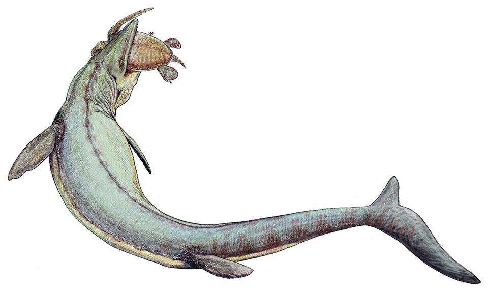 File:Mosasaurus 21copy.jpg