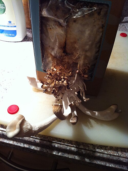 File:Mushroom growing kit, BTTR Ventures.jpg