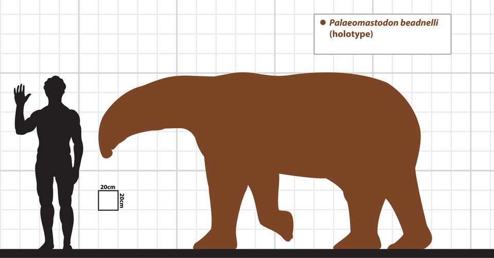 File:Palaeomastodon size comparison.png