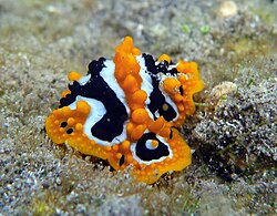 Phyllidia undula