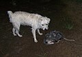  (from Virginia opossum)