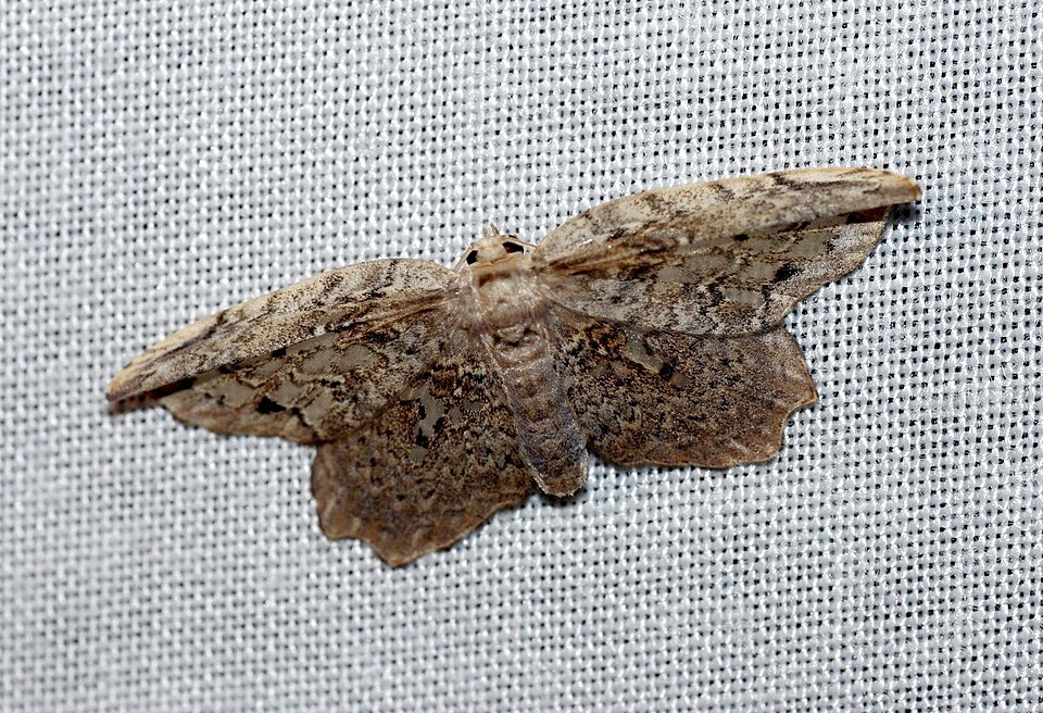 File:Pseuderosia desmierdechenoni (Drepanidae Drepaninae).jpg