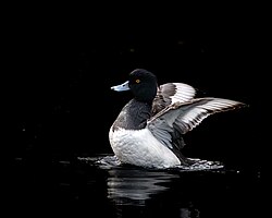 Adult male, Vrouwenpolder,  Netherlands