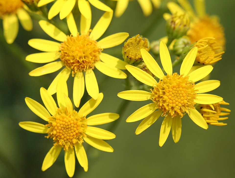 File:Senecio jacobaea 20070603w.jpg