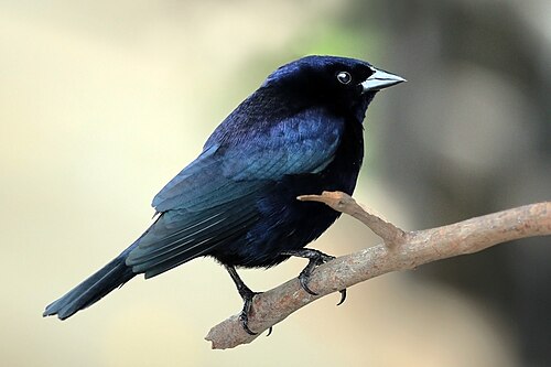 Shiny cowbird Molothrus bonariensis ♂ Brazil