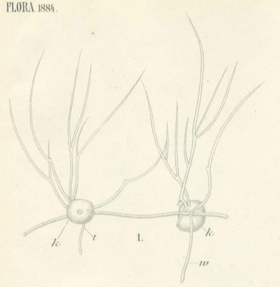 File:Tetramyxa parasitica Goebel 1884.webp