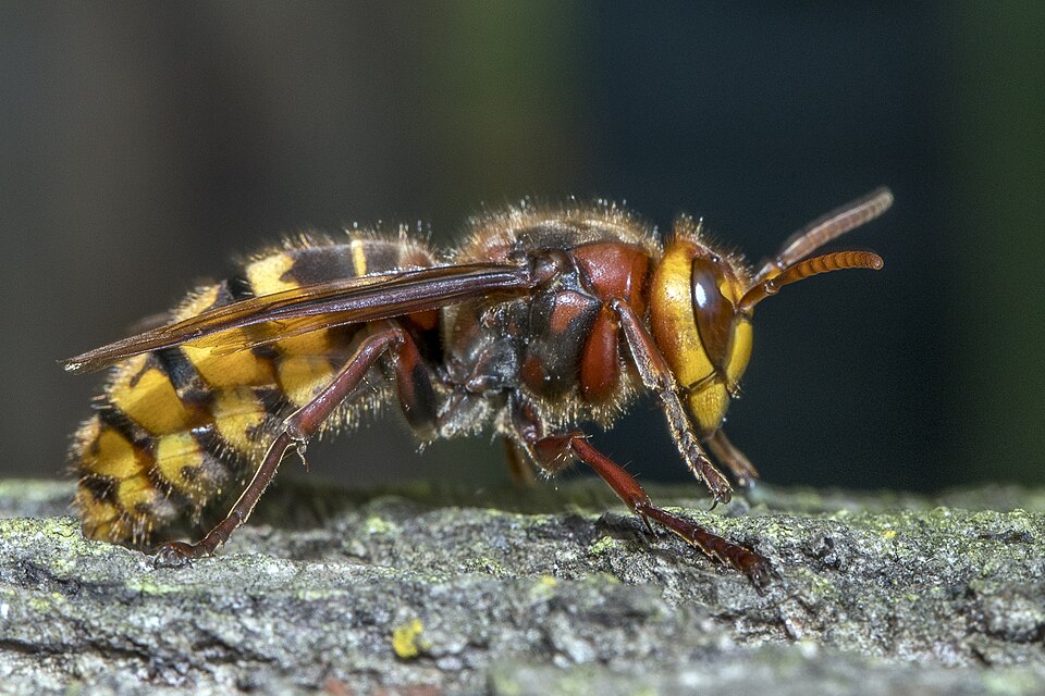 File:Vespa crabro09(js), Lodz(Poland).jpg