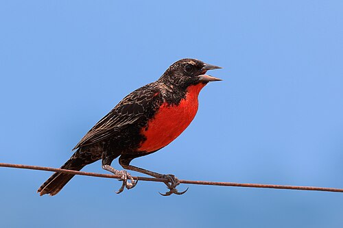 White-browed blackbird Sturnella superciliaris ♂ Brazil