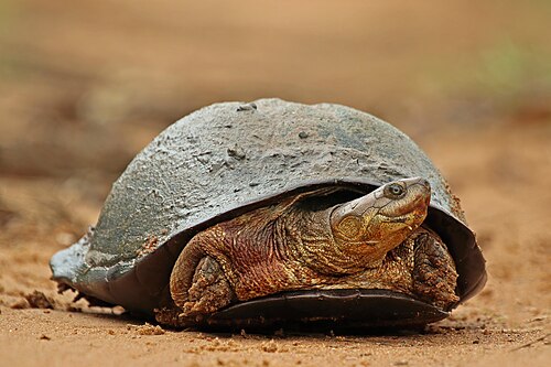 African helmeted turtlePelomedusa subrufaSouth Africa