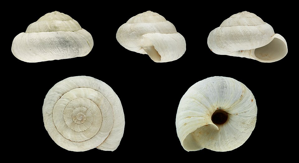 File:Candidula ultima 02.JPG