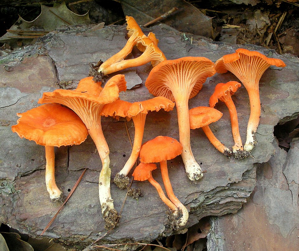 File:Cantharellus texensis 337934.jpg
