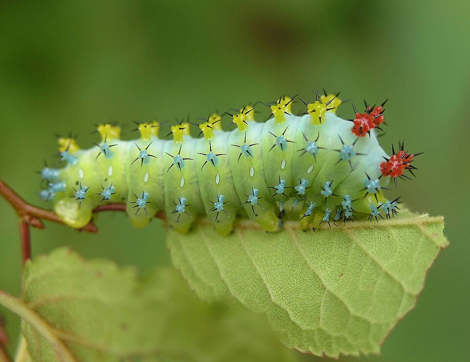 File:Cecropia Moth Caterpillar (Hyalophora cecropia).jpg