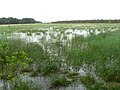 Čepkeliai Marsh in Dzūkija National Park