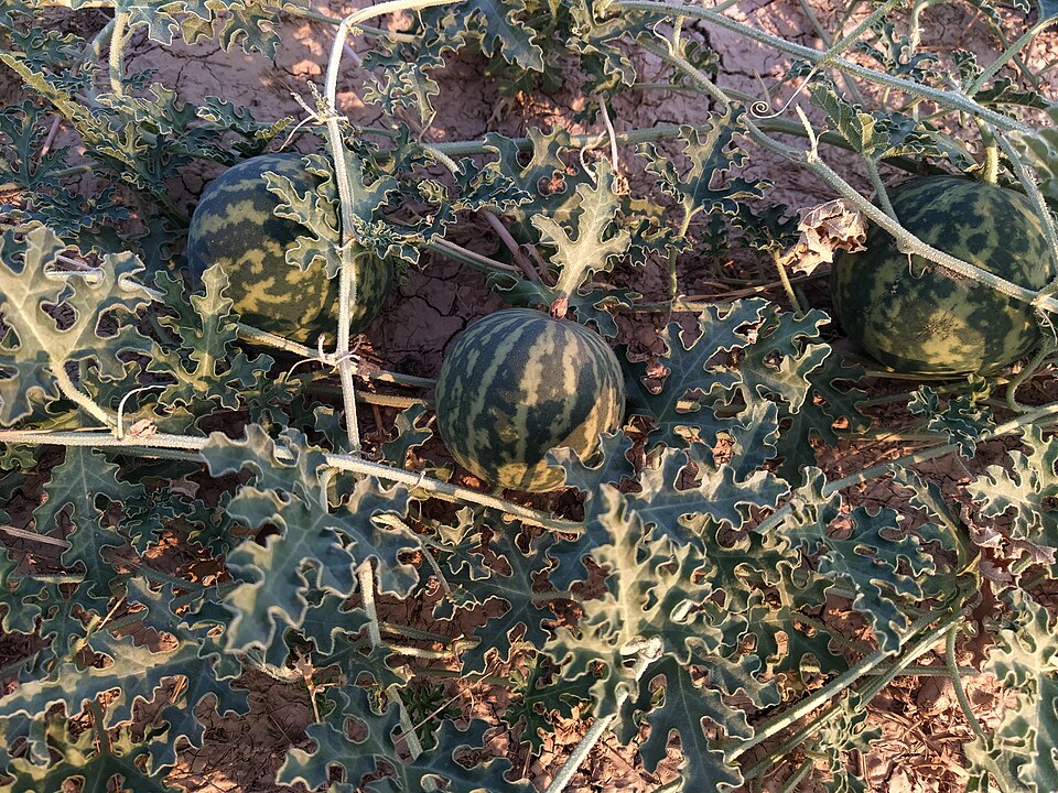 File:Citrullus Colocynthis in Behbahan II.jpg
