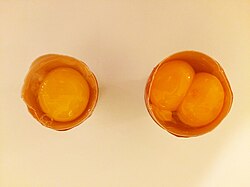 Comparison of an egg and an egg with a double-yolk (opened)
